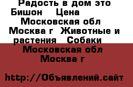 Радость в дом-это Бишон. › Цена ­ 23 000 - Московская обл., Москва г. Животные и растения » Собаки   . Московская обл.,Москва г.